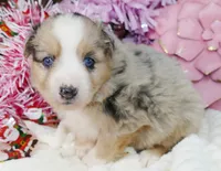 grace-ci belle bmf1, a female Miniature Australian Shepherd for sale in Portland, OR – Photo 3 of 3