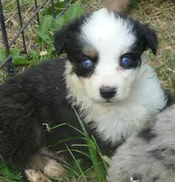 Grace-ci BLue BTM2, a male Miniature Australian Shepherd for sale in Portland, OR – 3 of 3
