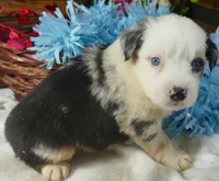 Rustybelle BMM, a male Miniature Australian Shepherd for sale in Portland, OR – 4 of 4