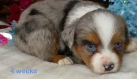 Lil Starb BMM2, a male Toy Australian Shepherd for sale in Portland, OR – 2 of 3