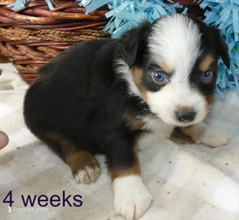 Lil starnight BTM1 – Toy Australian Shepherd puppy for sale in Portland, OR