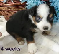 Lil starnight BTM1, a male Toy Australian Shepherd for sale in Portland, OR – 1 of 3