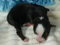 Lil starnight BTM1, a male Toy Australian Shepherd for sale in Portland, OR – 3 of 3