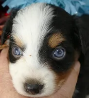 Lil starnight BTM1, a male Toy Australian Shepherd for sale in Portland, OR – 2 of 3