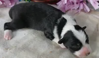 Lil Starb BTF, a female Toy Australian Shepherd for sale in Portland, OR – 4 of 4