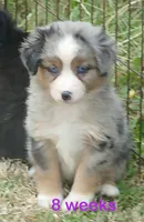 Grace-ci Bellle BMF2, a female Miniature Australian Shepherd for sale in Portland, OR – 4 of 7