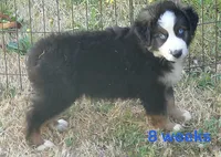 Grace-ci belle BTM, a male Australian Shepherd for sale in Portland, OR – 2 of 3