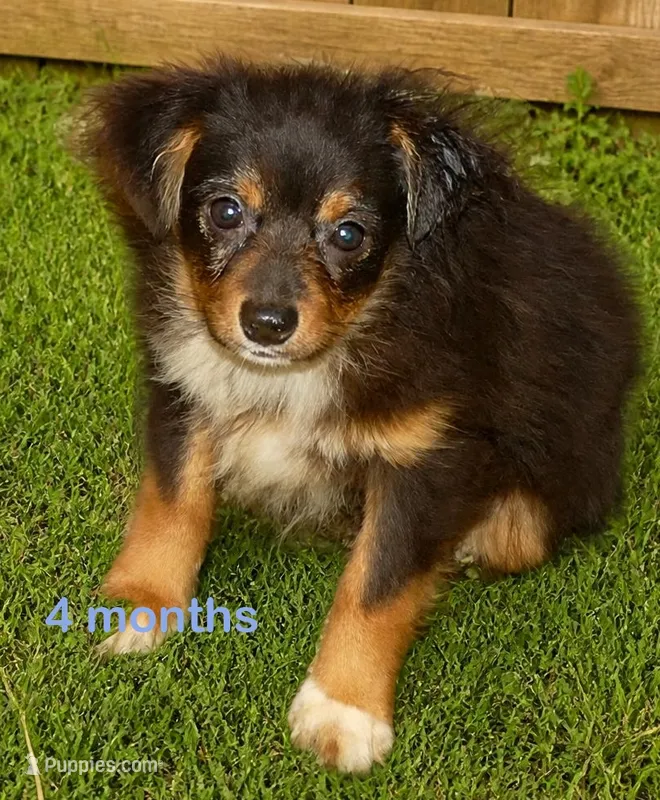 Lil Dustyrose BTM2 – Toy Australian Shepherd puppy for sale in Portland, OR