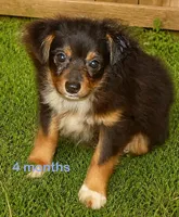 Lil Dustyrose BTM2, a male Toy Australian Shepherd for sale in Portland, OR – 1 of 5