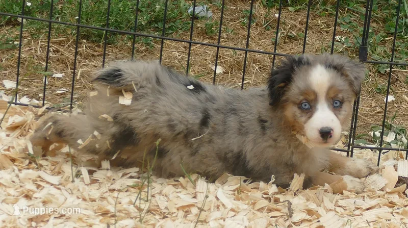 Grace-ci Bellle BMF2 – Miniature Australian Shepherd puppy for sale in Portland, OR