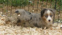 Grace-ci Bellle BMF2, a female Miniature Australian Shepherd for sale in Portland, OR – 1 of 7