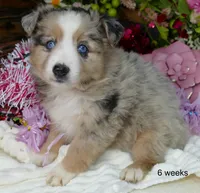 grace-ci belle bmf2, a female Miniature Australian Shepherd for sale in Portland, OR – Photo 2 of 3