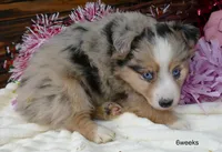 grace-ci belle bmf2, a female Miniature Australian Shepherd for sale in Portland, OR – Photo 3 of 3