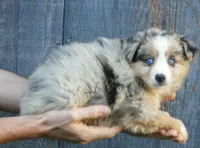 grace-ci belle bmf2, a female Miniature Australian Shepherd for sale in Portland, OR – Photo 1 of 3