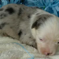 mistyblue bmm3, a male Miniature Australian Shepherd for sale in Portland, OR – Photo 2 of 3