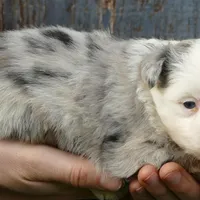 mistyblue bmm3, a male Miniature Australian Shepherd for sale in Portland, OR – Photo 3 of 3