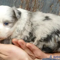 mistyblue bmm3, a male Miniature Australian Shepherd for sale in Portland, OR – Photo 1 of 3