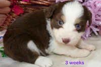 FR-Daisey RTF1, a female Toy Australian Shepherd for sale in Portland, OR – 2 of 3
