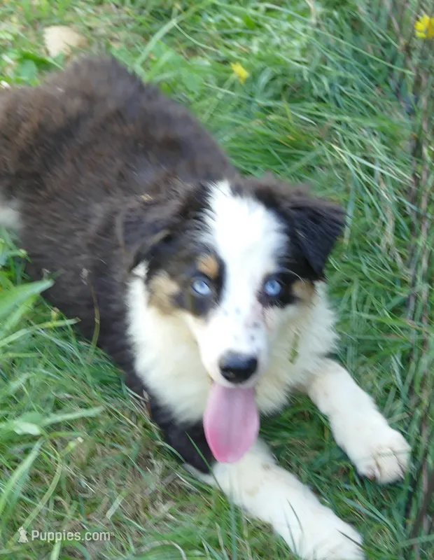 Grace-ci BLue BTM2 – Miniature Australian Shepherd puppy for sale in Portland, OR