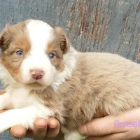Lil star RMF, a female Toy Australian Shepherd for sale in Portland, OR – Photo 1 of 5