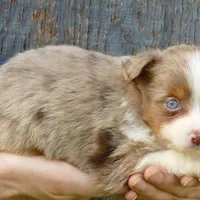 Lil star RMF, a female Toy Australian Shepherd for sale in Portland, OR – Photo 2 of 5