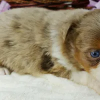 Lil star RMF, a female Toy Australian Shepherd for sale in Portland, OR – Photo 5 of 5