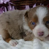 Lil star RMF, a female Toy Australian Shepherd for sale in Portland, OR – Photo 4 of 5