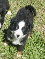Lil Rustyrose BTM, a male Toy Australian Shepherd for sale in Portland, OR – 2 of 3
