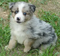 Grace-ci Belle BMM1, a male Miniature Australian Shepherd for sale in Portland, OR – 4 of 5