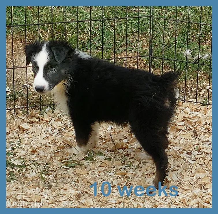 Grace-ci Blue BTM3 – Miniature Australian Shepherd puppy for sale in Portland, OR