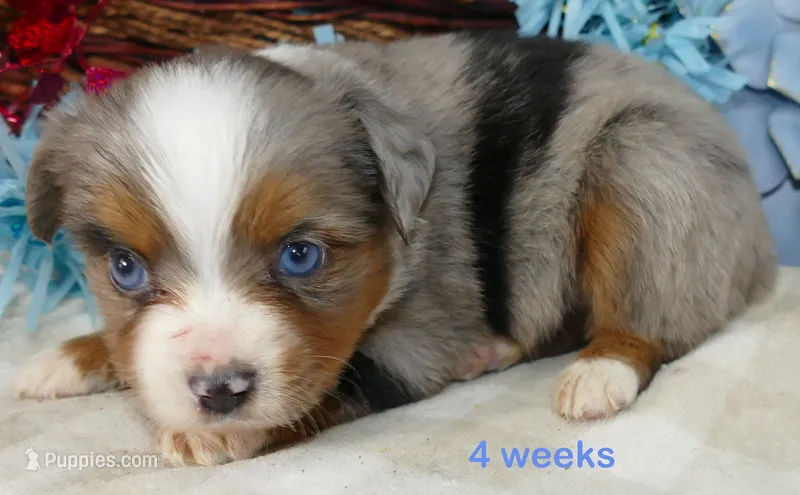 Lil Starb BMM2 – Toy Australian Shepherd puppy for sale in Portland, OR