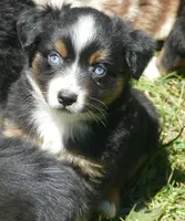 Rustybelle BTM3, a male Miniature Australian Shepherd for sale in Portland, OR – 2 of 4