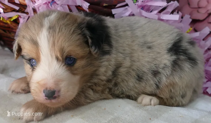 Grace-ci Belle BMF1 – Miniature Australian Shepherd puppy for sale in Portland, OR