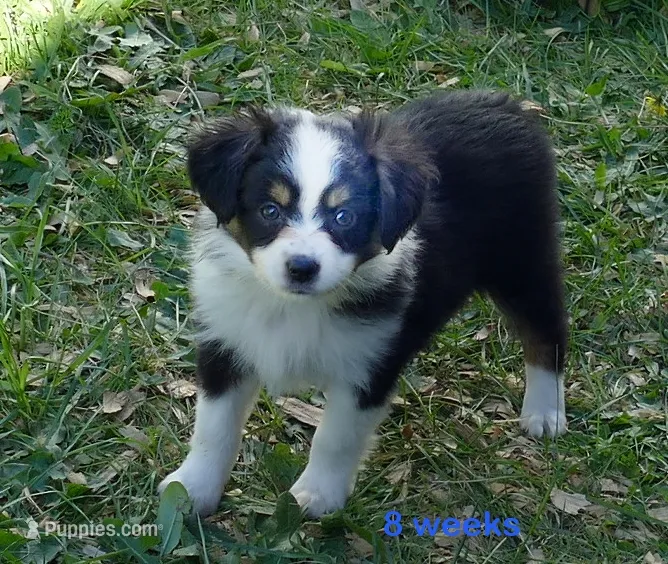 Lil Starb btm1 – Toy Australian Shepherd puppy for sale in Portland, OR