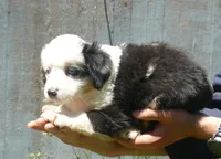 Rustybelle BMM, a male Miniature Australian Shepherd for sale in Portland, OR – 2 of 4