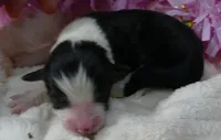 FR ROSE BTF, a female Miniature Australian Shepherd for sale in Portland, OR – 2 of 2