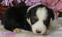 FR ROSE BTF, a female Miniature Australian Shepherd for sale in Portland, OR – 1 of 2