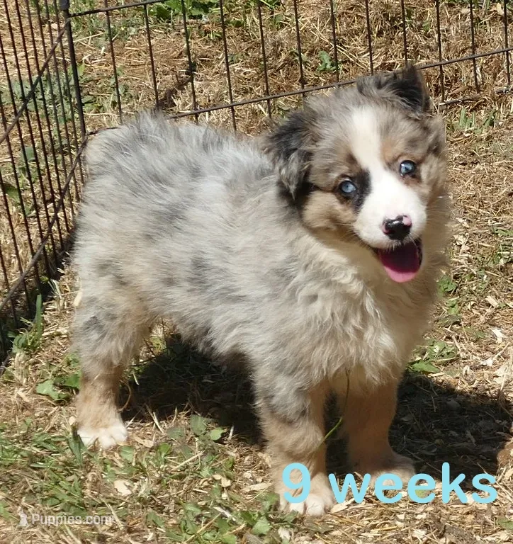 Grace-ci Belle BMM1 – Miniature Australian Shepherd puppy for sale in Portland, OR