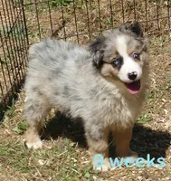Grace-ci Belle BMM1, a male Miniature Australian Shepherd for sale in Portland, OR – 2 of 5