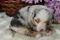 Lil trixeybllue BMF1 w tail, a female Toy Australian Shepherd for sale in Portland, OR – 4 of 4