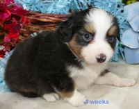 Lil Starb BTM2, a male Toy Australian Shepherd for sale in Portland, OR – 3 of 3