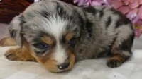 FR rose BMF1, a female Miniature Australian Shepherd for sale in Portland, OR – 2 of 2