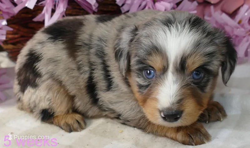 FR rose BMF1 – Miniature Australian Shepherd puppy for sale in Portland, OR