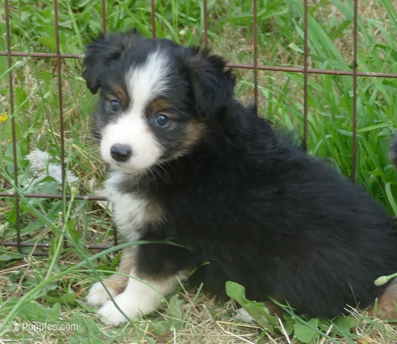 graceci belle btf – Miniature Australian Shepherd puppy for sale in Portland, OR