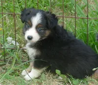 graceci belle btf, a female Miniature Australian Shepherd for sale in Portland, OR – 1 of 2