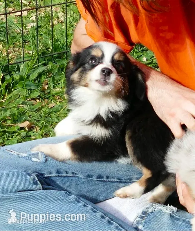 Lil Starb BTM2 – Toy Australian Shepherd puppy for sale in Portland, OR