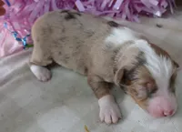 Mistyblue red merle female 1 , a female Miniature Australian Shepherd for sale in Portland, OR – 3 of 4
