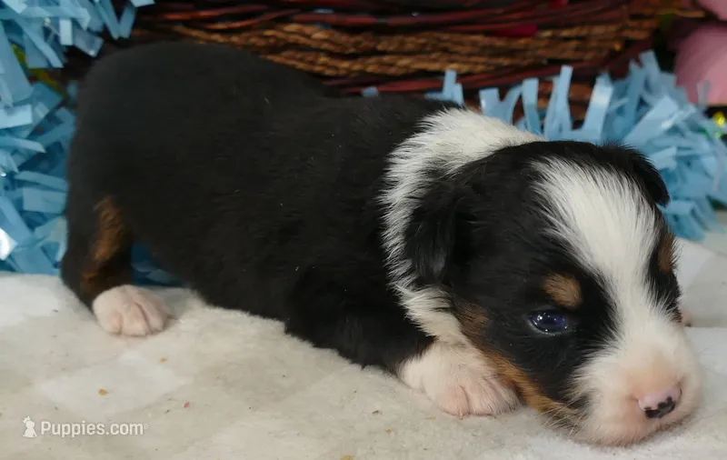 Lil triskey-el  BTM1 – Toy Australian Shepherd puppy for sale in Portland, OR