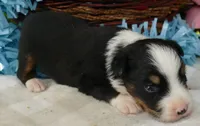 Lil triskey-el  BTM1, a male Toy Australian Shepherd for sale in Portland, OR – 1 of 2