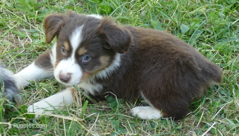 FR rose RTF2 – Miniature Australian Shepherd puppy for sale in Portland, OR